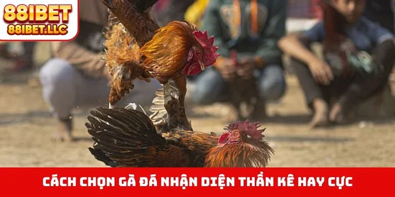 Cách Chọn Gà Đá - Bí Quyết Nhìn Tướng Kê Săn Thưởng 2 Cách chọn gà đá nhận diện thần kê hay cực