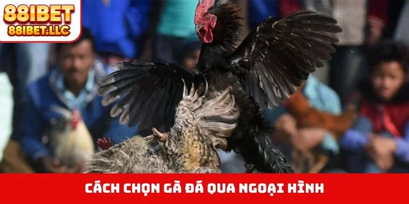 Cách Chọn Gà Đá - Bí Quyết Nhìn Tướng Kê Săn Thưởng 1 Cách chọn gà đá qua ngoại hình