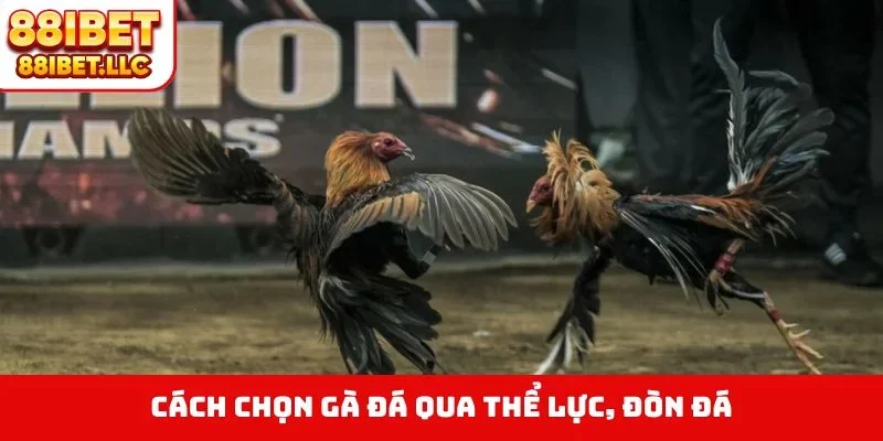 Cách Chọn Gà Đá - Bí Quyết Nhìn Tướng Kê Săn Thưởng 4 Cách chọn gà đá qua thể lực, đòn đá
