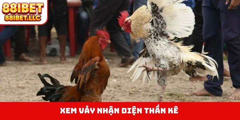 Cách Chọn Gà Đá - Bí Quyết Nhìn Tướng Kê Săn Thưởng 3 Xem vảy nhận diện thần kê