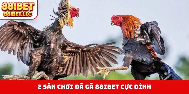 Đá Gà 88ibet 1 2 sân chơi đá gà 88IBET cực đỉnh