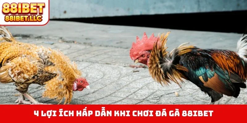 Đá Gà 88ibet 2 4 lợi ích hấp dẫn khi chơi đá gà 88IBET