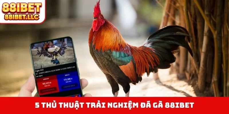 Đá Gà 88ibet 4 4 thủ thuật trải nghiệm đá gà 88IBET
